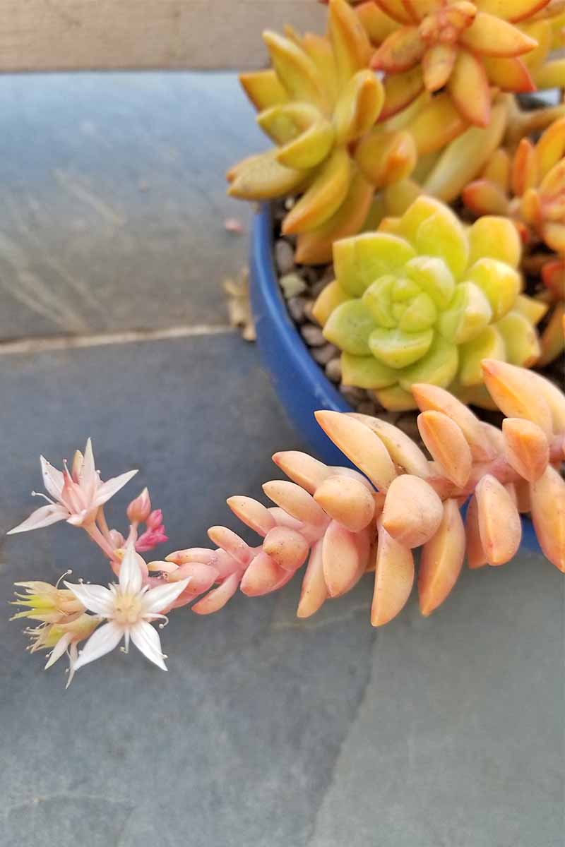 A long, pink succulent stem with white star-shaped flowers at the end is in the foreground, with a small shallow planter of more green and orange specimens behind it, on a slate tile.