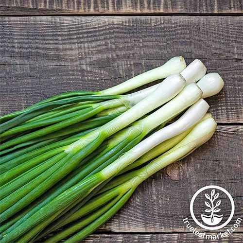 A pile of 'Tokyo Long White' bunching onions with green tops, on a brown wood table.