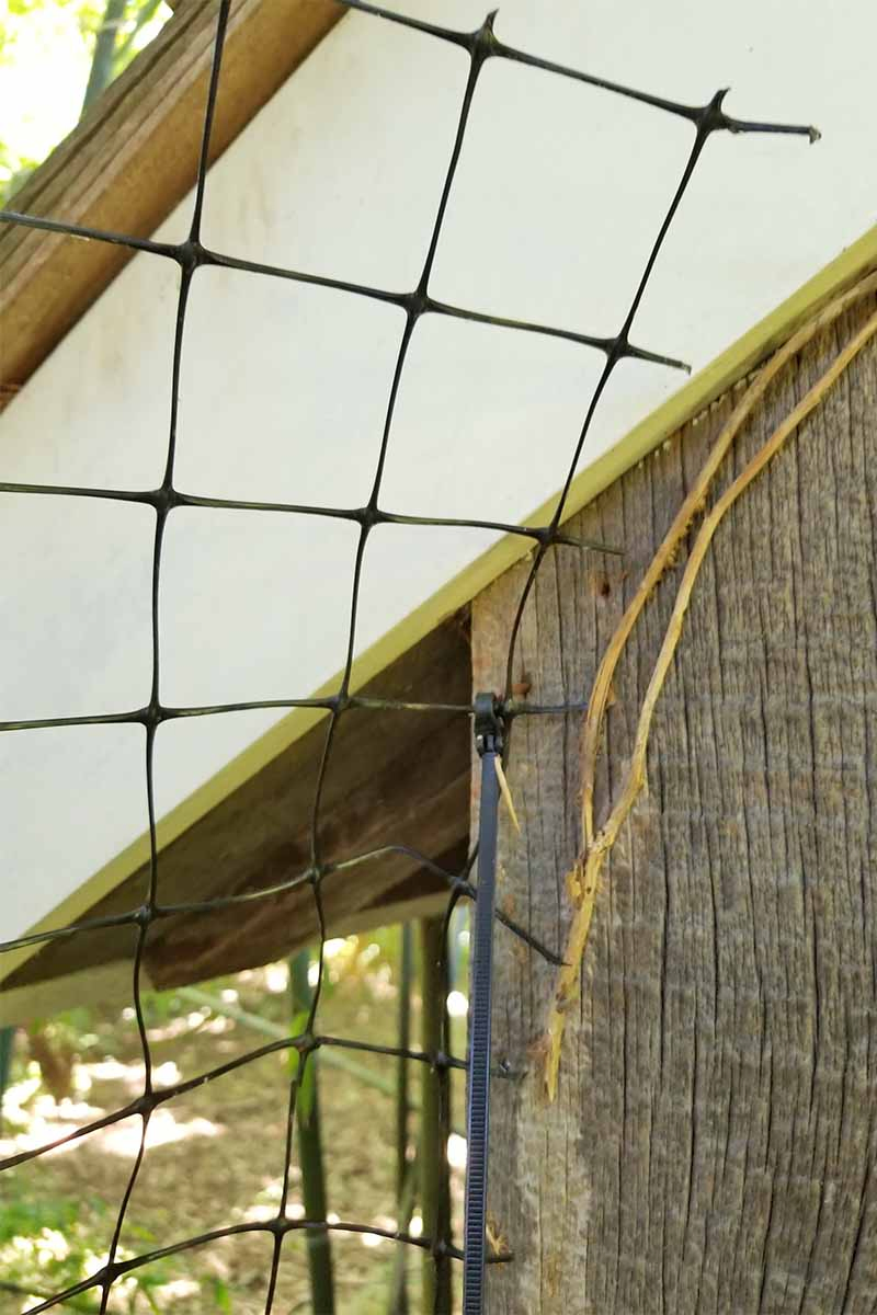 Mesh netting against the frame of a building, with a black plastic zip tie and attached with carpenter staples.