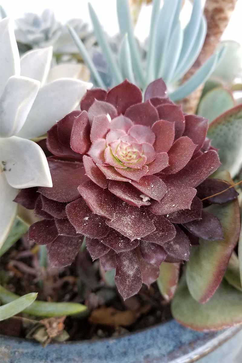 White web-like evidence of mealybugs on a maroon succulent plant, surrounded by other plants in various shades of blue and green.