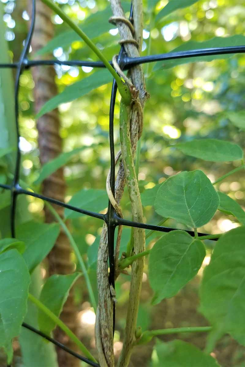 Closeup of black mesh netting with a green vine using it as a vertical support.
