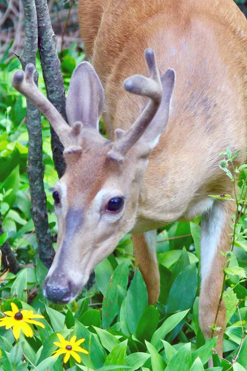 A young tawny-colored buck, nibbling green leaves of black-eyed susans.
