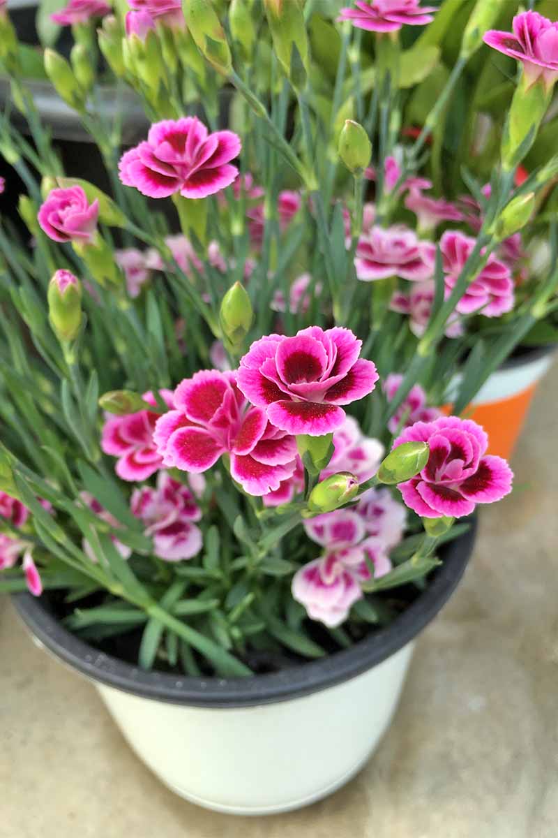 Two potted Dianthus chinensis flowers, with dark pink blooms bordered by lighter pink, and green spiky foliage.