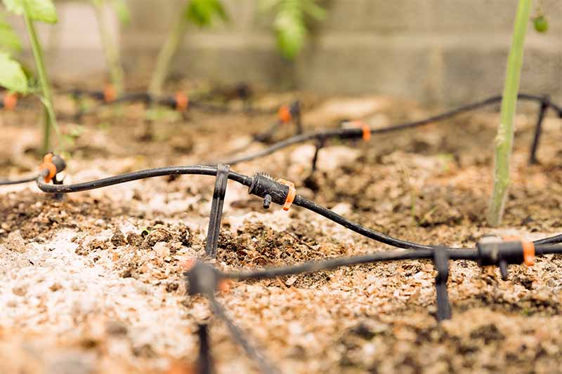 A black and orange plastic and rubber drip irrigation system, in brown garden soil with green seedlings in the background.