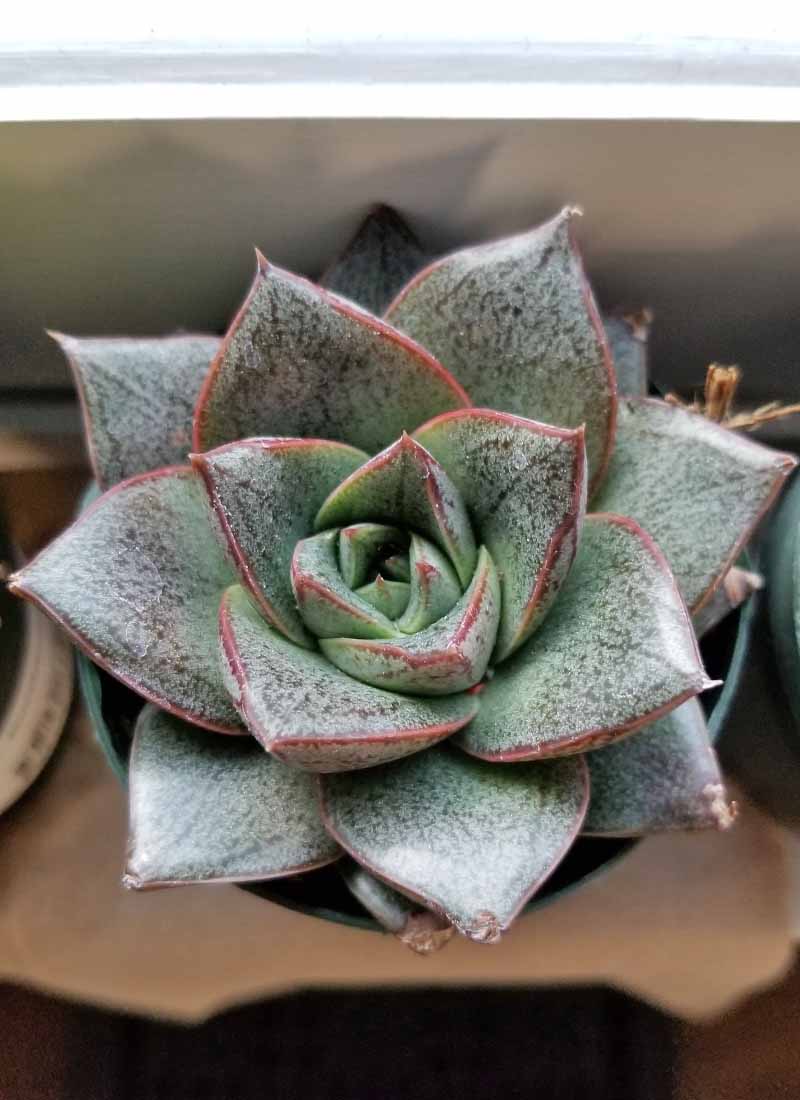 Oblique shot of a green Echeveria with pointy leaves rimmed in red, on a piece of cardboard, set on a white painted windowsill.