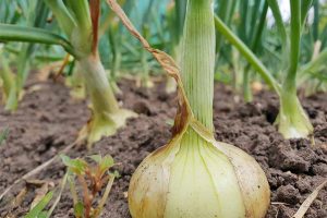 Closeup of a yellow onion with green top growing in brown soil, with more in the background.