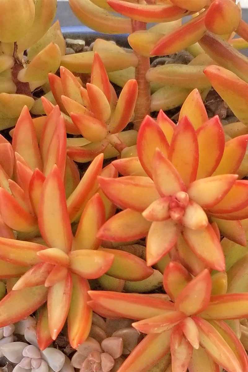 Closeup of a yellow succulent plant with edges that are outlined in orange, growing in a pot with other varieties.