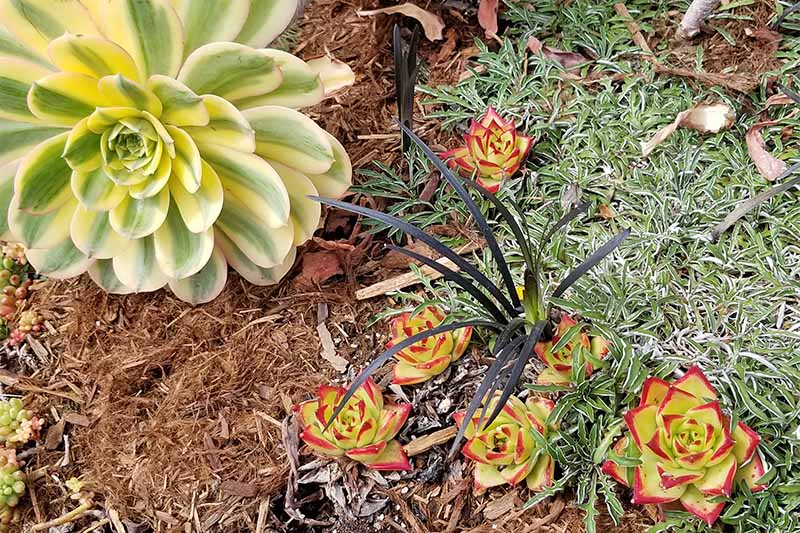 Variegated yellow and green, and light green red-tipped succulents, growing with other plants in a garden bed topped with brown mulch.