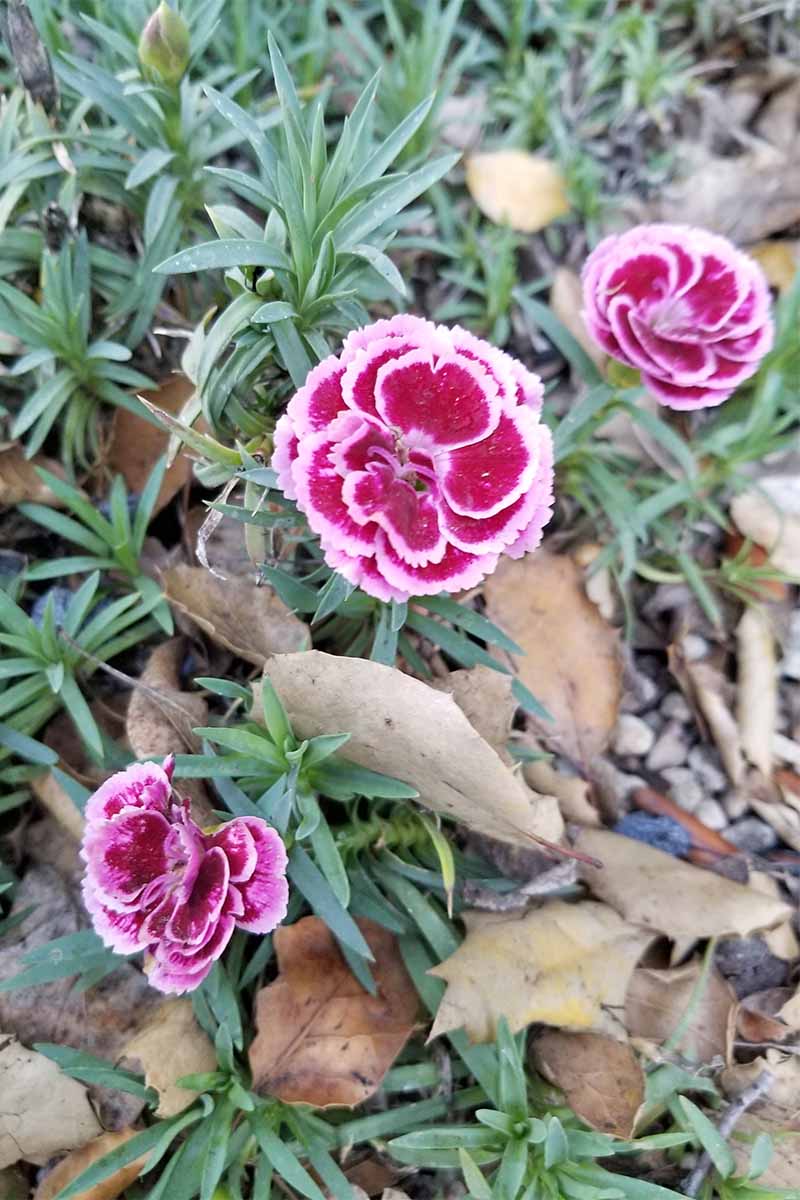 Top-down shot of red and pink dianthus, with silvery green leaves.