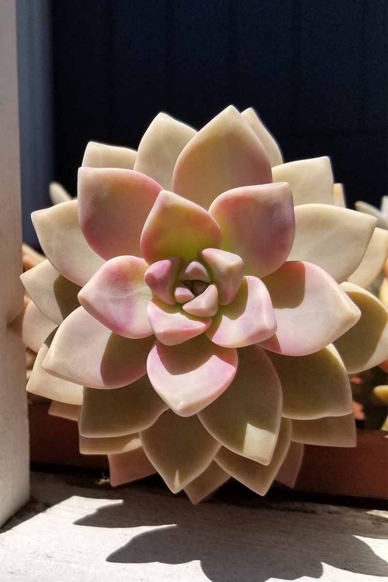 How to Grow and Care for Succulents | Gardener's Path