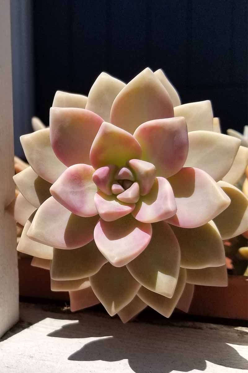 A pink succulent rosette, growing in bright sunshine.