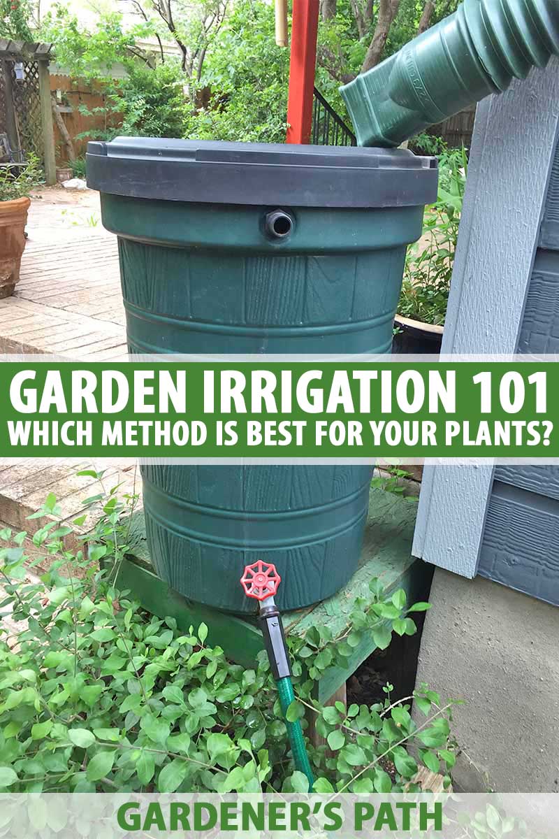 A dark green plastic rain barrel with a gutter hose running into the top and garden hose coming out the bottom, leading away from the side of the house to plants below.