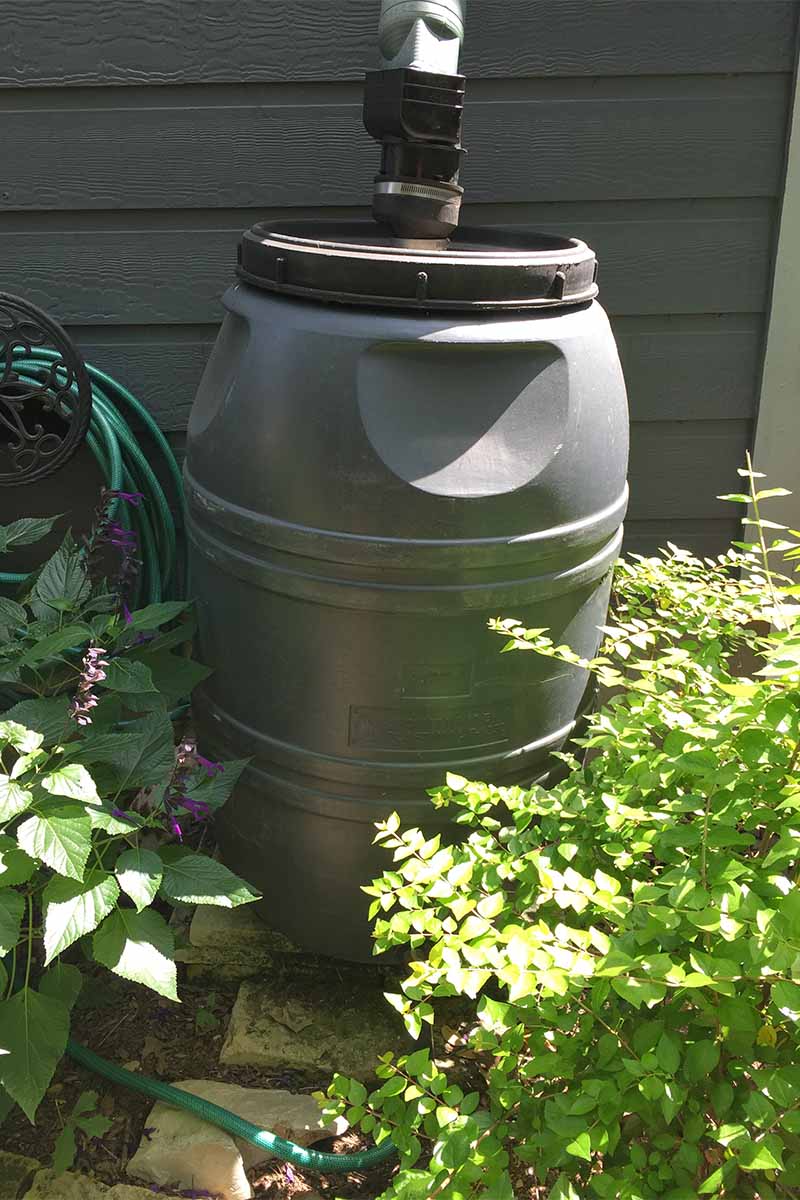 A gray plastic rain barrel in front of a house with gray siding, next to a green garden hose hung on the wall, between two plants.
