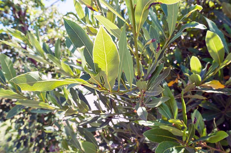 Closeup of the branches and leaves of a bay laurel tree.