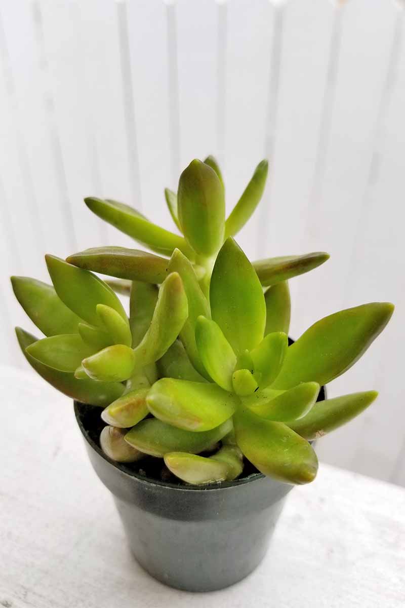 Green succulent plant in a small black plastic pot on a white railing, with a white fence in the background.