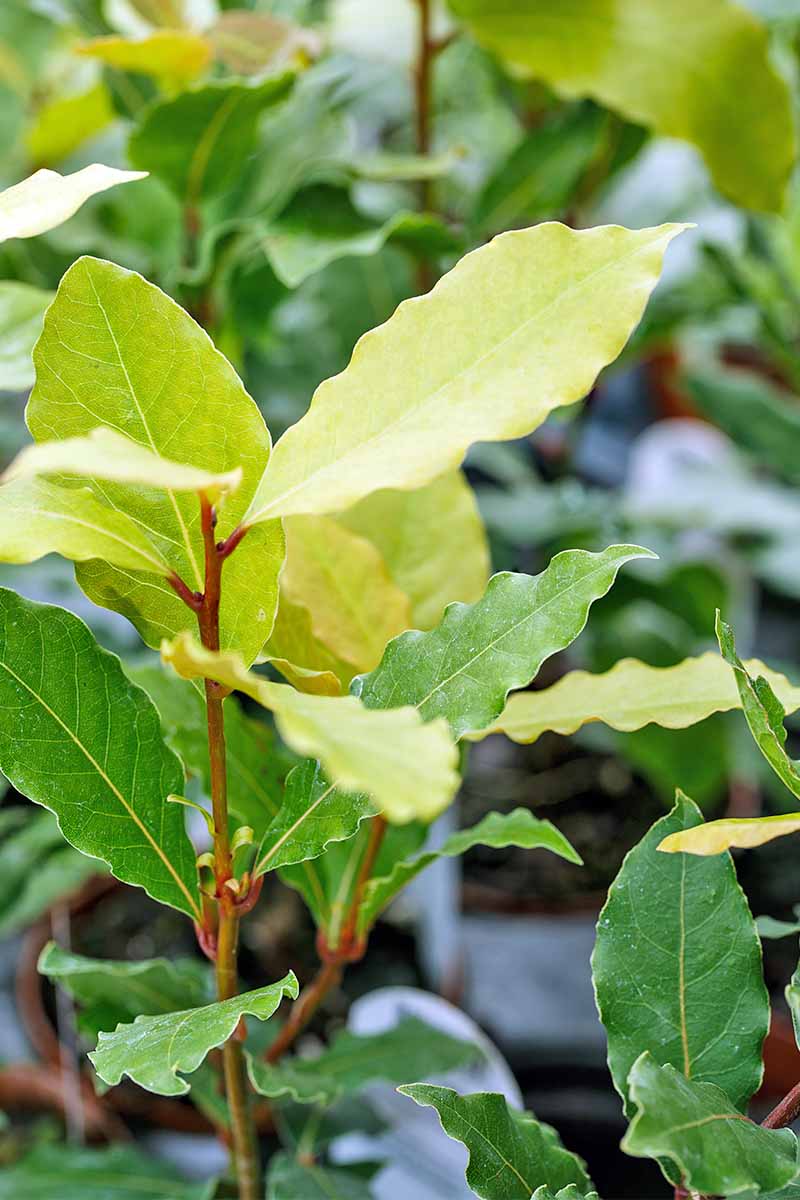 Closeup of yellow-green and dark green bay leaves growing on a woody shrub.