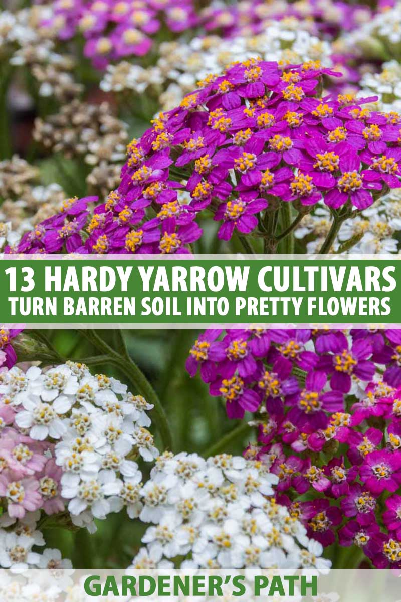 13 Of The Best Yarrow Varieties For The Home Garden Gardener S Path