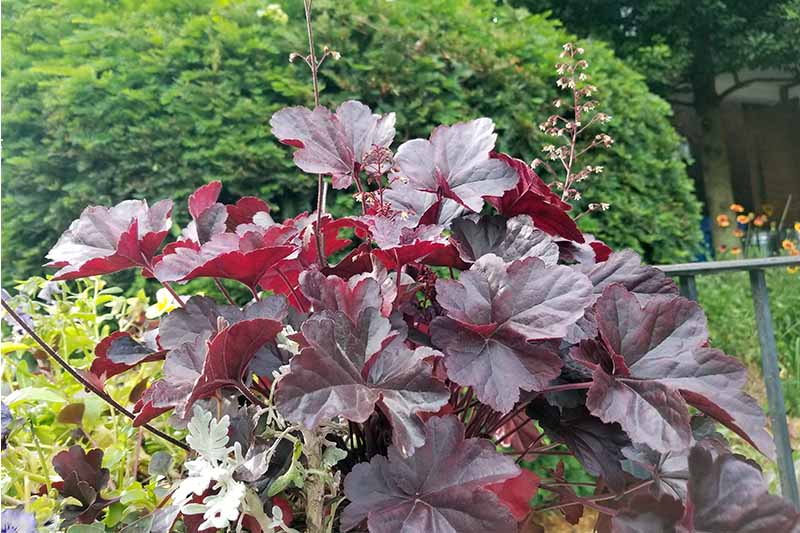 Burgundy heuchera with light green plants, and a rounded green shrub.