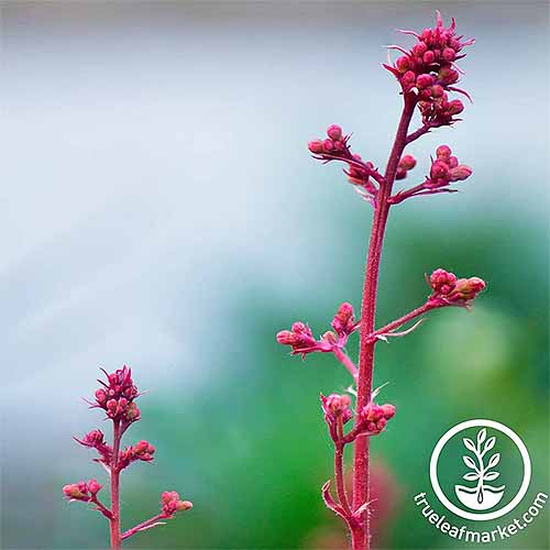 Pink 'Ruby Bells' heuchera flower stalks, on a white and green mottled background in shallow focus.
