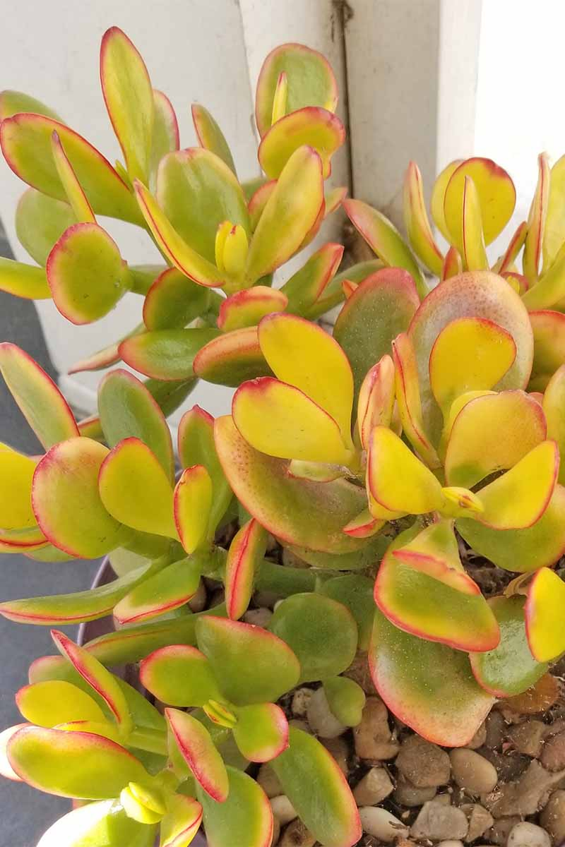 Closeup of an overwatered jade plant with light yellow-green leaves bordered with red, growing in a pot topped with pebbles.