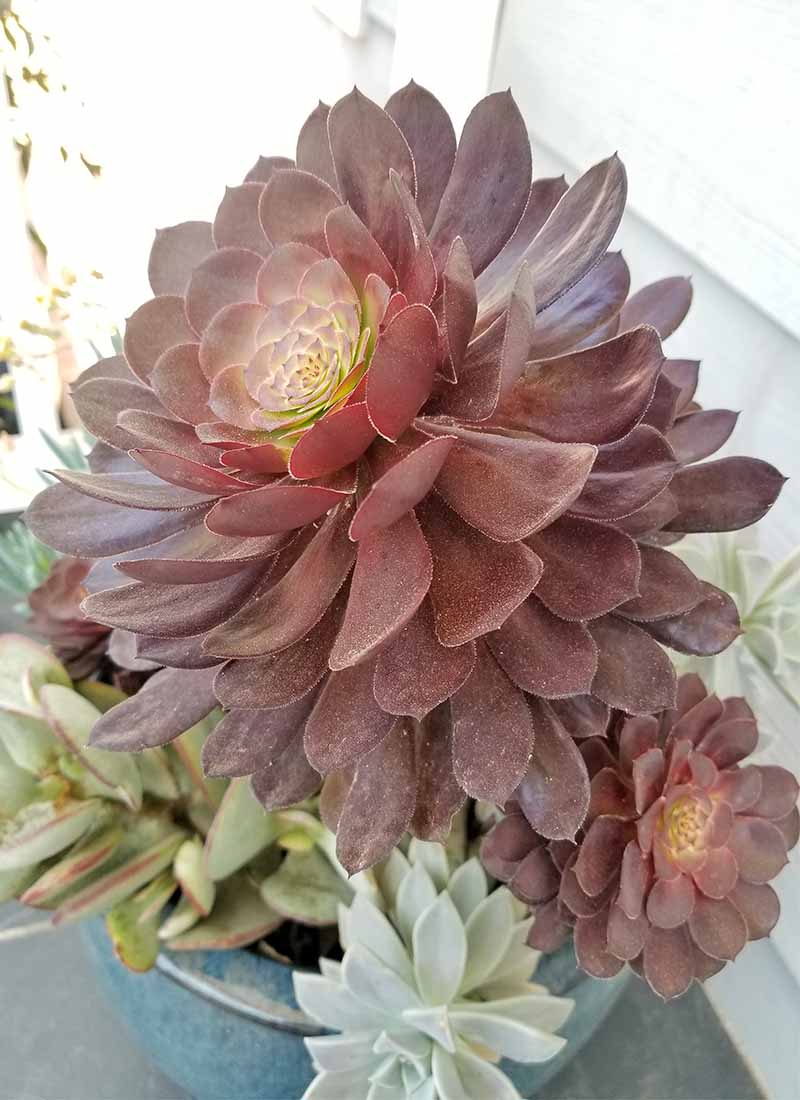 Maroon aeonium, jade crassula, and other succulents growing in a large blue planter on a slate tile patio, next to a wall with light gray siding.