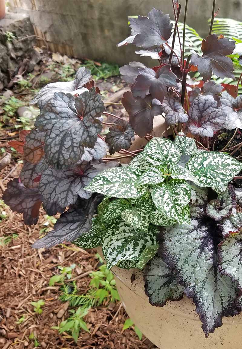Dark green heuchera in a large cement pot with other plants, in a garden bed topped with brown wood mulch.