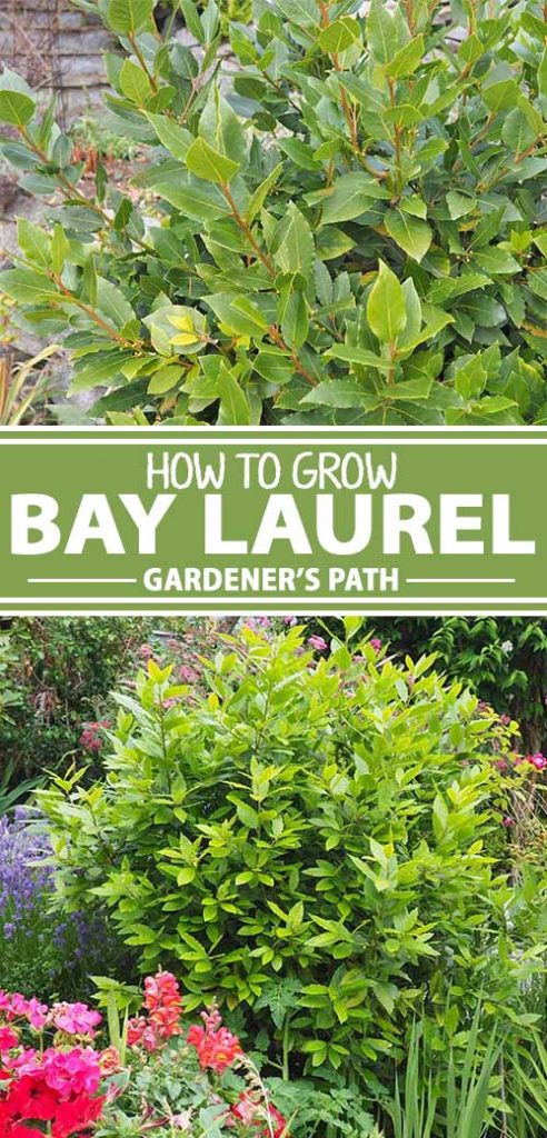 A collage of photos showing different views of bay laurel growing in a garden setting.