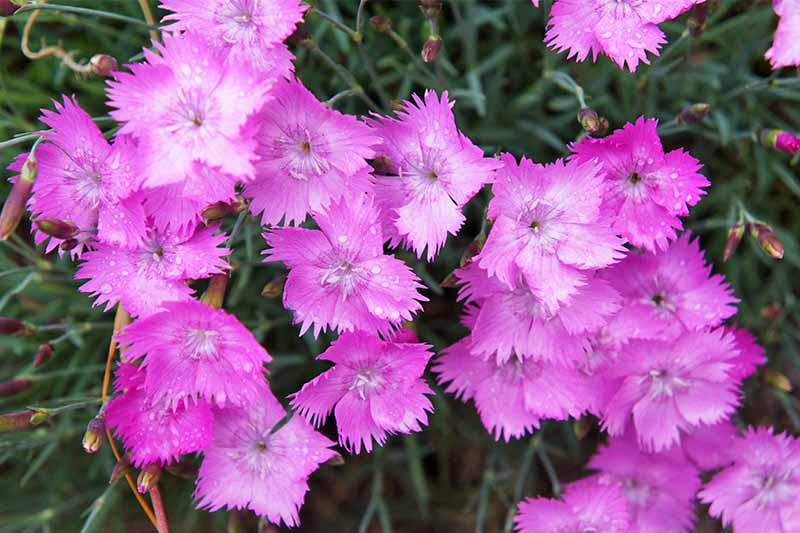 How To Grow And Care For Dianthus Flowers Gardener S Path,Common Birds In Pa