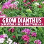 How to Grow and Care for Dianthus Flowers | Gardener’s Path