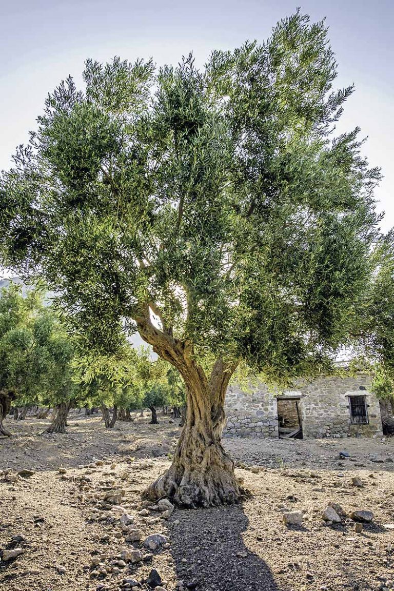 Learn How To Grow Olive Trees In The Home Landscape Gardener s Path