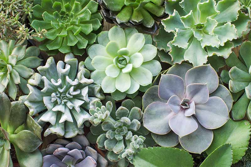 Top-down shot of a variety of Echeveria succulents growing in round clusters with a variety of smooth, ruffled, or spiky leaves, in various shades of green.