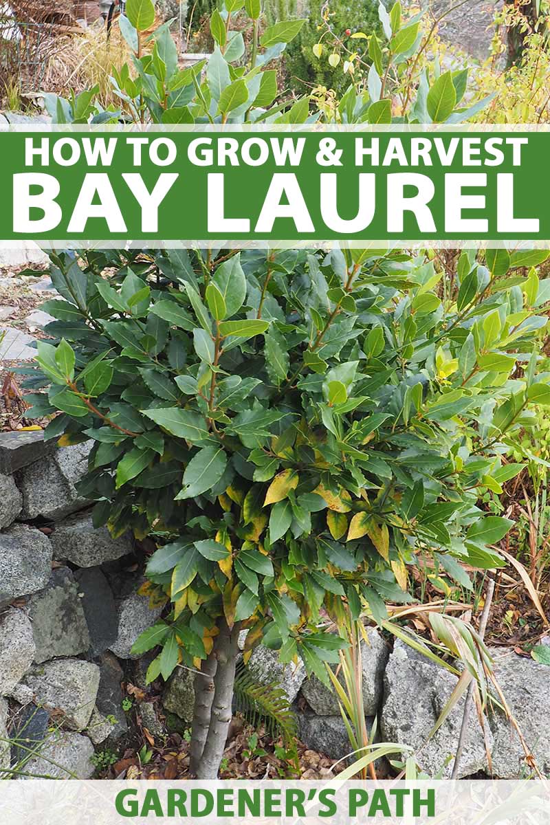 bush pruning bay laurel