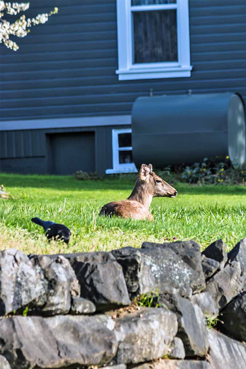 A deer resting on a green lawn with a stone retaining wall in the foreground, and a house with dark blue-gray siding and an oil heater tank in the background.