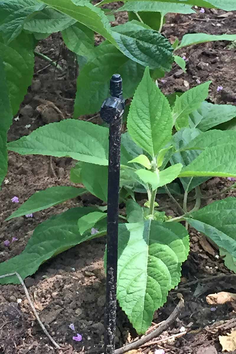 A tall plastic pipe with a small sprinkler head on the end of it emerges from the ground in the garden, with brown dirt and green plants.