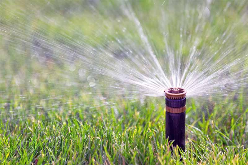 A black plastic and copper metal in-ground sprinkler head sprays water onto a lawn.