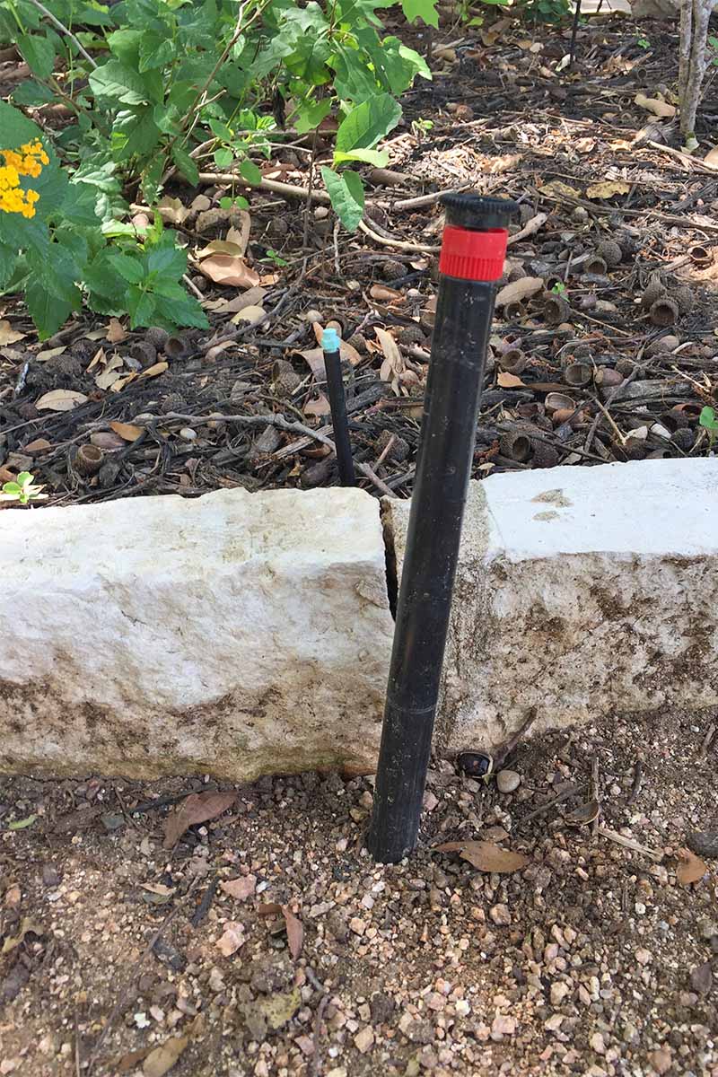A tall black and red plastic pipe with a small sprinkler attachment on the top of it is next to a white stone retention barrier next to a bed of brown mulch-topped soil with green plants growing in the garden.