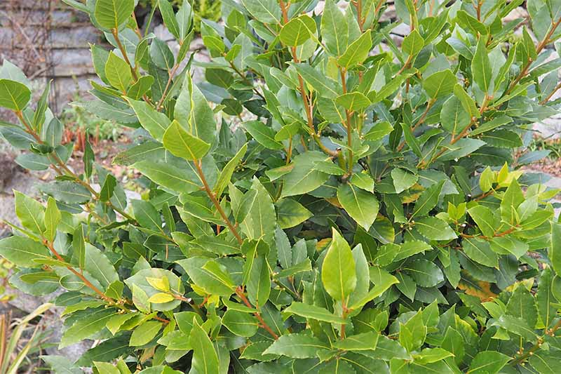 Healthy green growth on a bay laurel shrub.