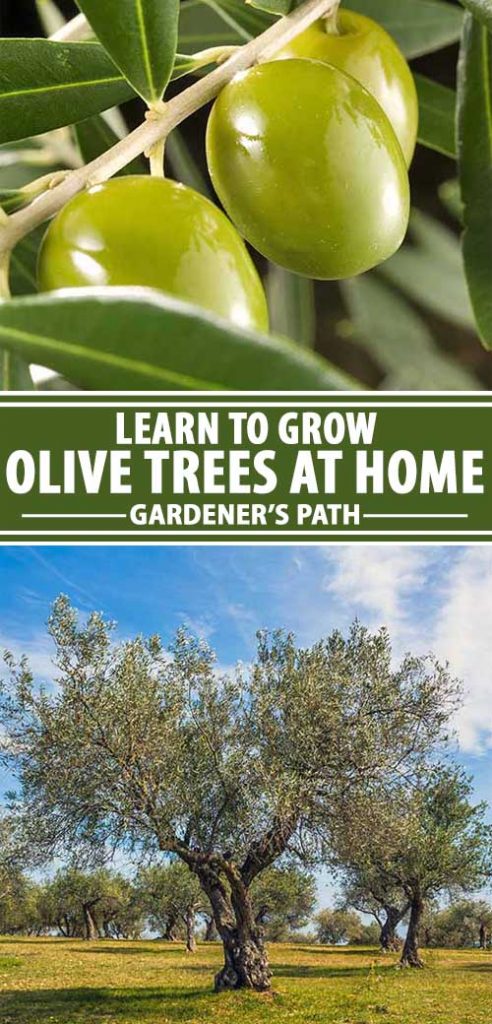 Ako dlho môže olivovník prinášať ovocie