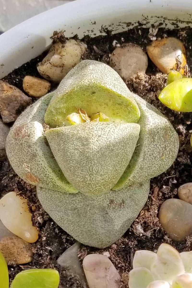 Closeup of an angular Lithops plant, with an appearance like a green segmented rock, growing with other small succulents in black soil topped with pebbles, in a white ceramic planter.