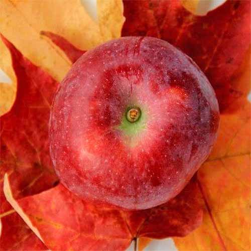 Top-down shot of a speckled red 'Macoun' apple, on top of orange fall leaves.