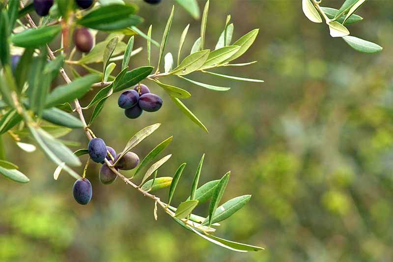 Purple olives growing on a blanch with narrow green leaves, and green foliage in soft focus in the background.