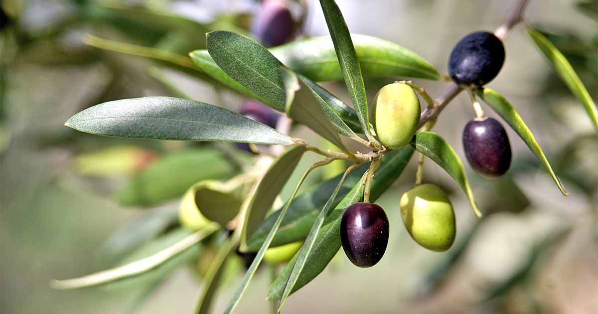 Image result for pictures of an olive tree