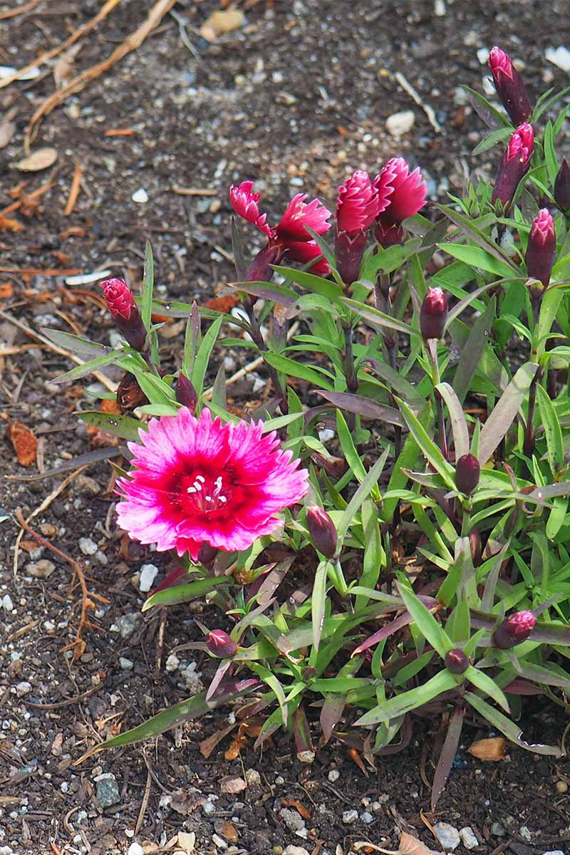 Dianthus pinks with many buds and green foliage in dark brown soil.