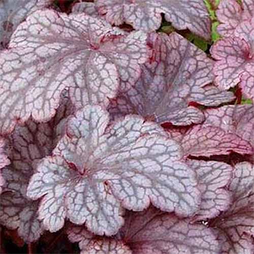Pink and gray variegated 'Plum Pudding' coral bells leaves.