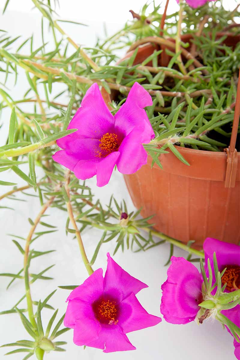 Portulaca Grandiflora with spiky green leaves and large, pink, tubular flowers, growing in a terra cotta colored hanging planter against a light gray background.