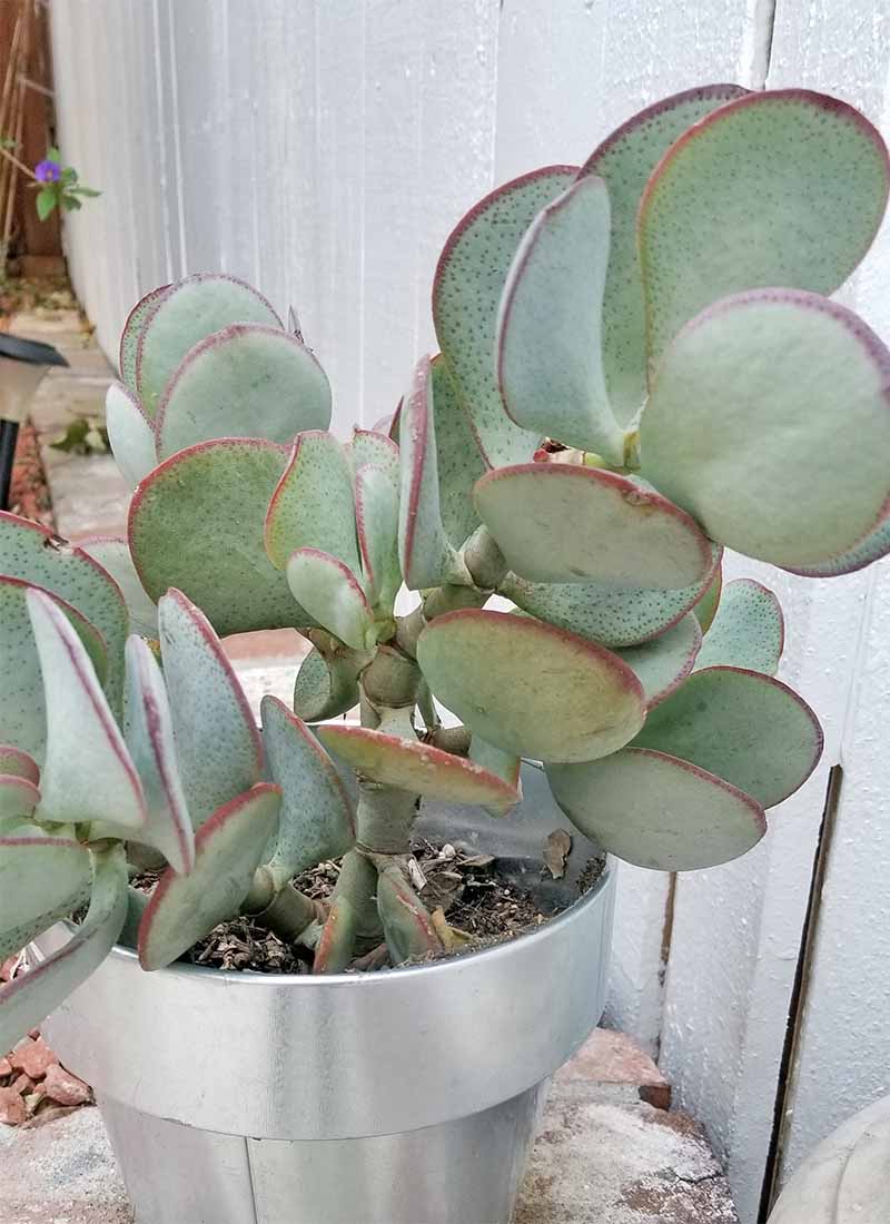 Light jade colored Crassula plant with large paddles bordered in crimson, growing in a silver pot next to a white fence.