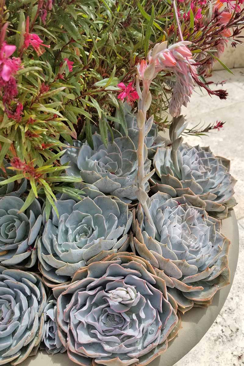 Gray-blue succulent rosettes with a long, single stalk topped with pink flowers, in a cement planter with other flora.