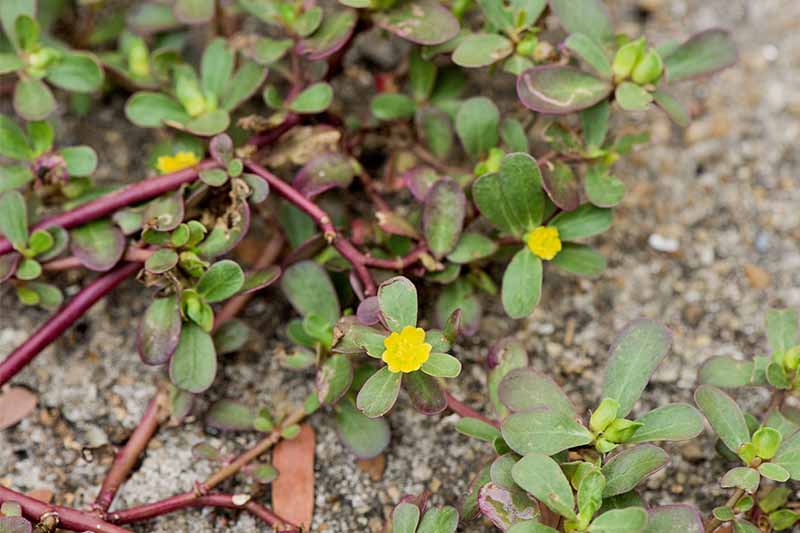 Green purslane with small yellow flowers, growing in sandy soil.
