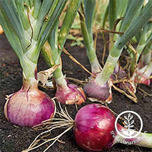 A row of 'Red Burgundy' onions with green tops growing in black soil, with a picked specimen in the foreground.