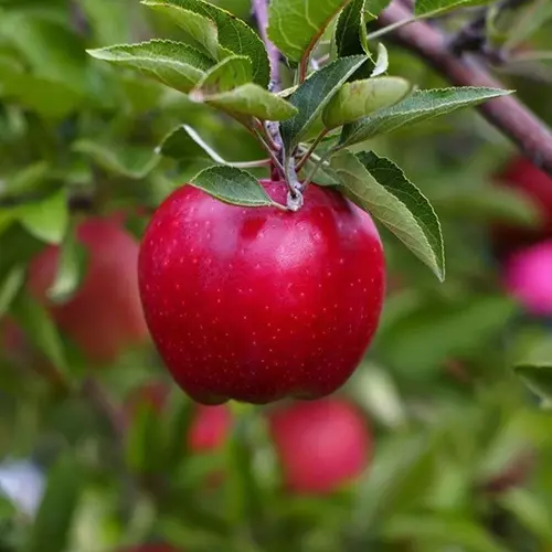 A close up of a 'Red Delicious' apple growing in on the tree pictured on a soft focus background.